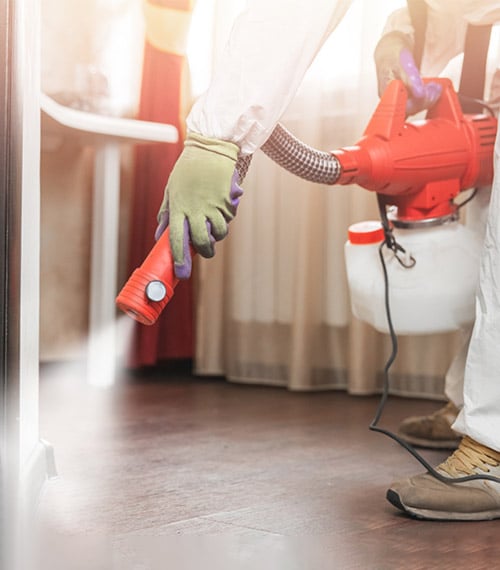 Control de Plagas en Hoteles y Hostales en Zamora