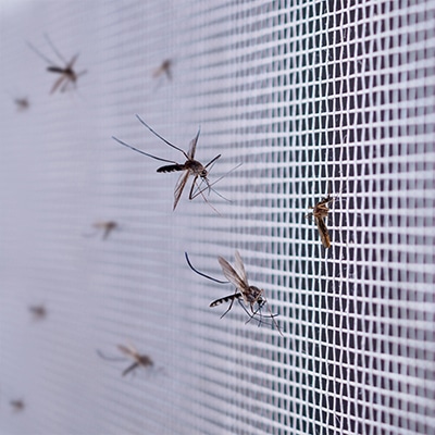 Mosquitos En Mosquitera