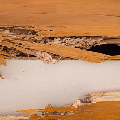 Control de Plagas En Zamora Específicas De La Madera