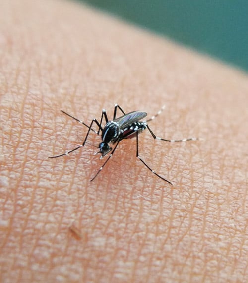 Eliminación de plagas de mosquitos