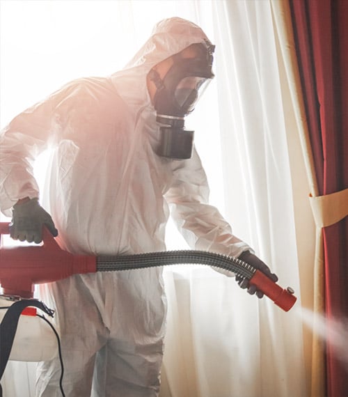 Control y fumigación de plagas en Zamora
