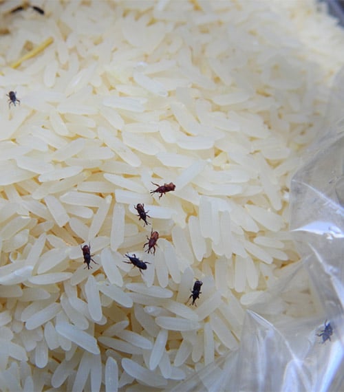 Plaga En Alimentos Envasados