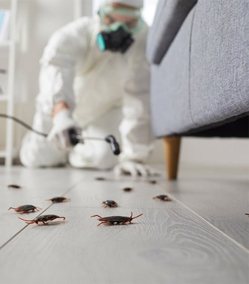 Eliminar plagas en casa, tratamientos contra insectos y roedores
